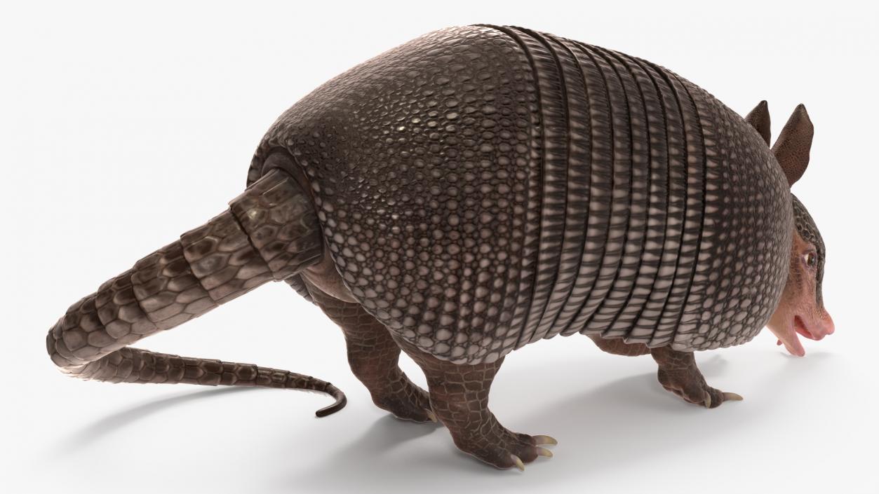 3D Armadillo Black Rigged for Maya 2 model