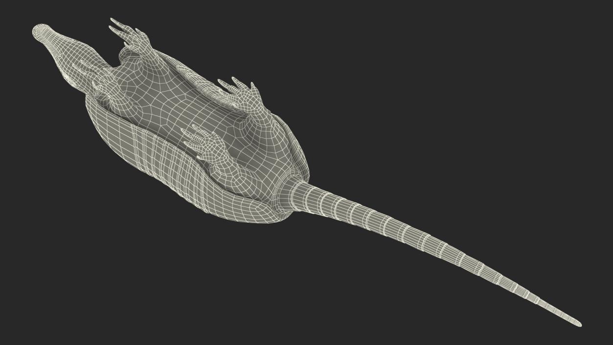 3D Armadillo Black Rigged for Maya 2 model