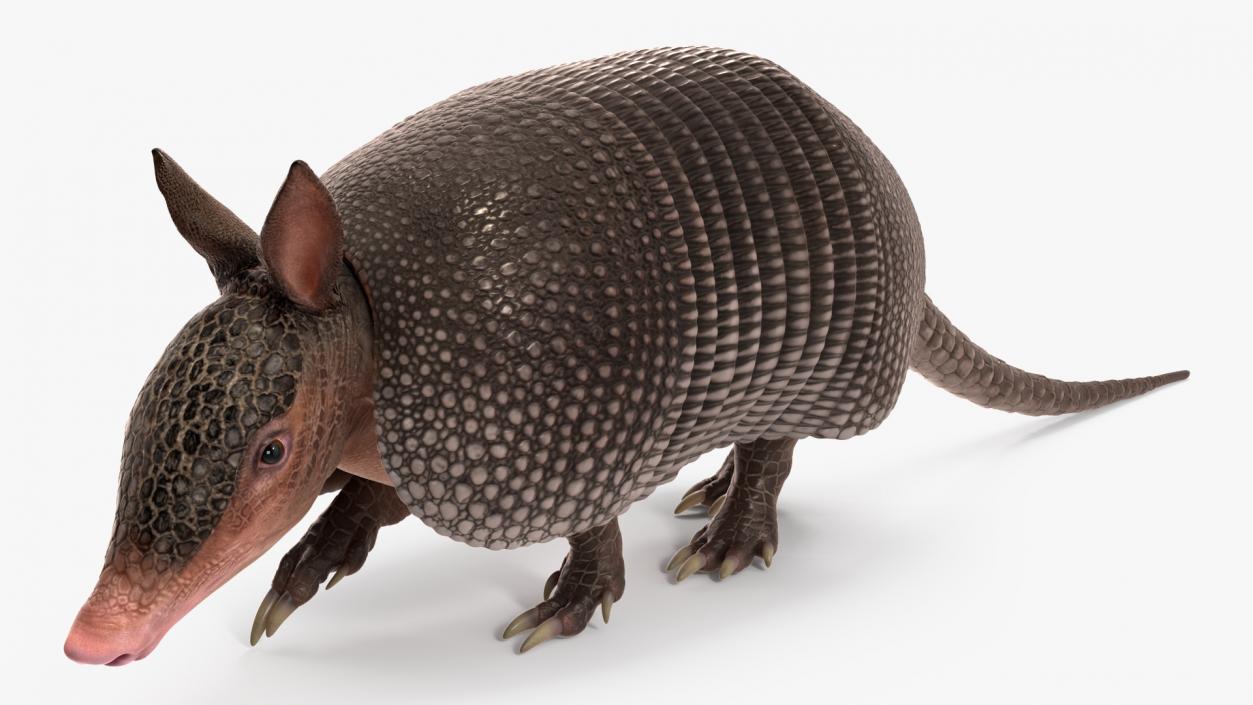 3D Armadillo Black Rigged for Maya 2 model