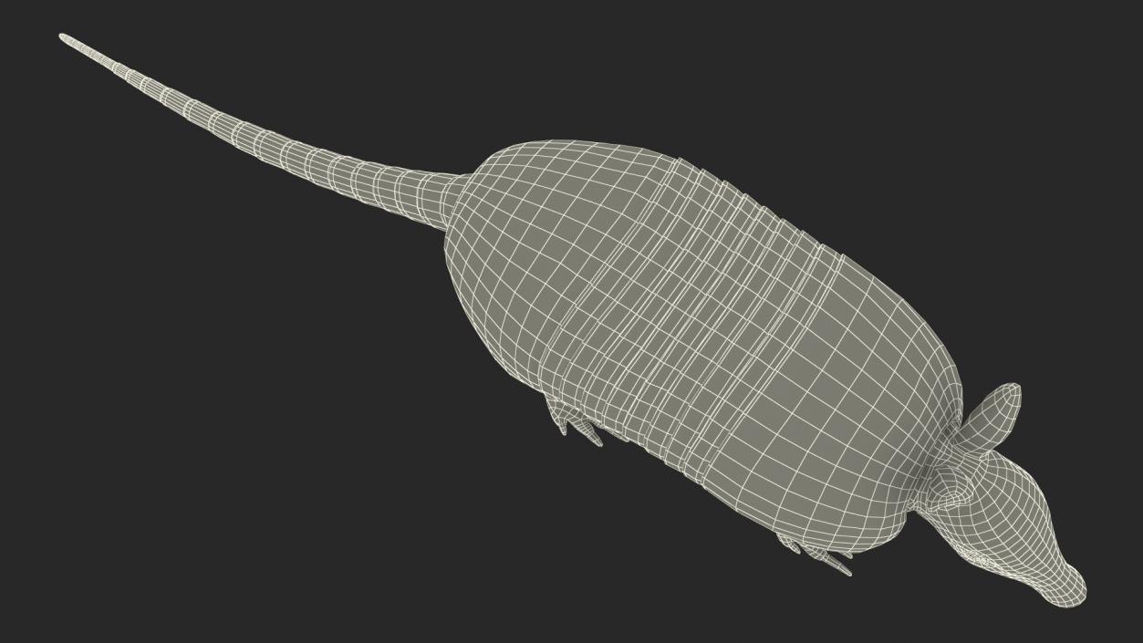 3D Armadillo Black Rigged for Maya 2 model