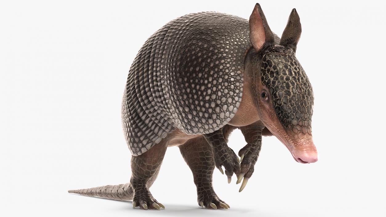 3D Armadillo Black Rigged for Maya 2 model