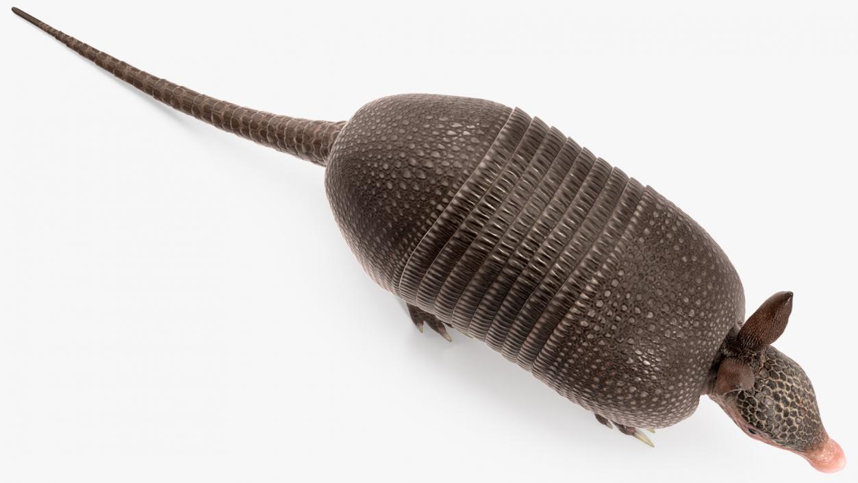 3D Armadillo Black Rigged for Maya 2 model