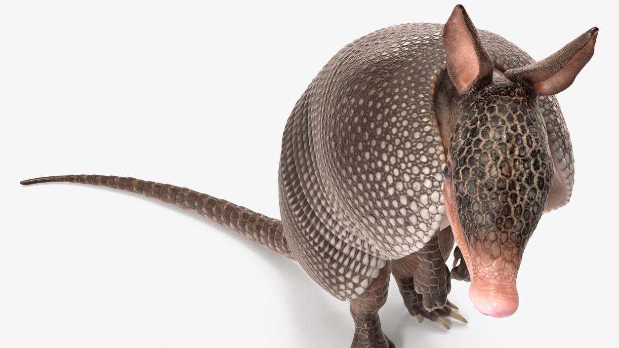 3D Armadillo Black Rigged for Maya 2 model