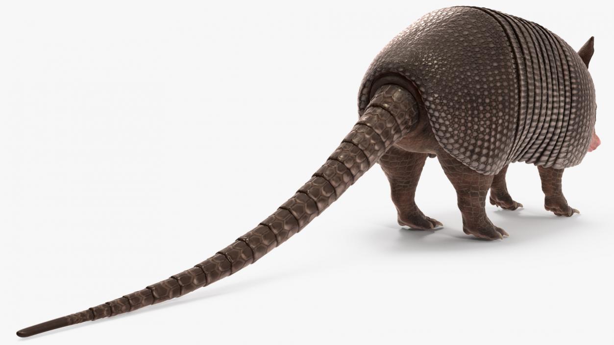 3D Armadillo Black Rigged for Maya 2 model