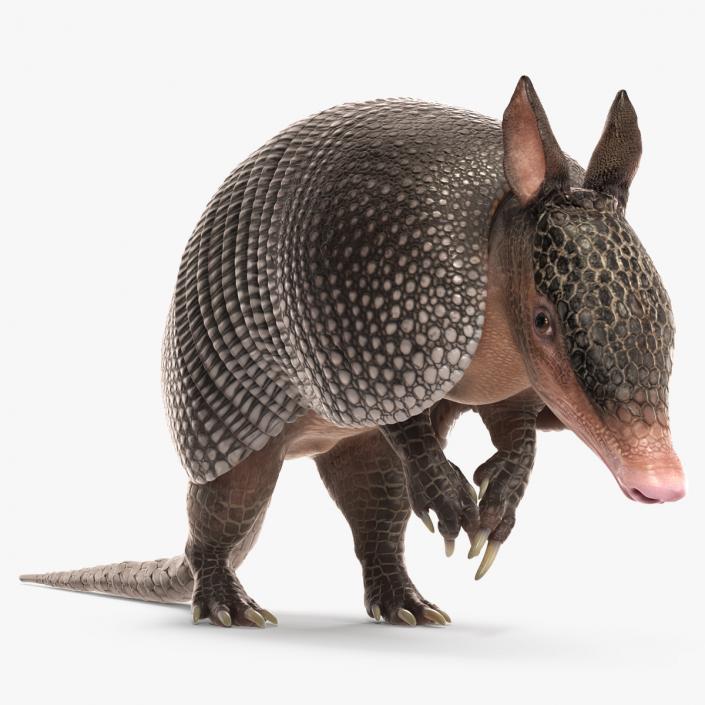 3D Armadillo Black Rigged for Maya 2 model