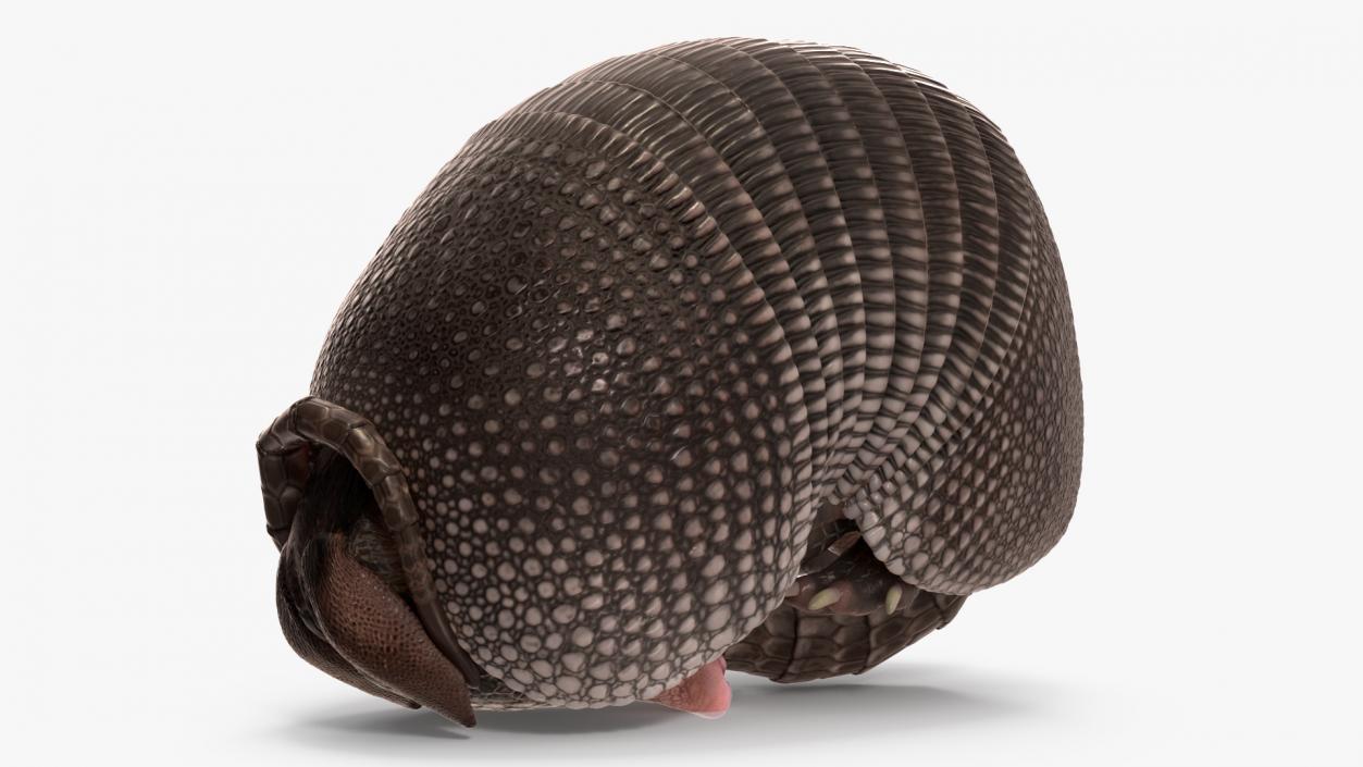 3D Armadillo Black Rigged for Maya 2 model