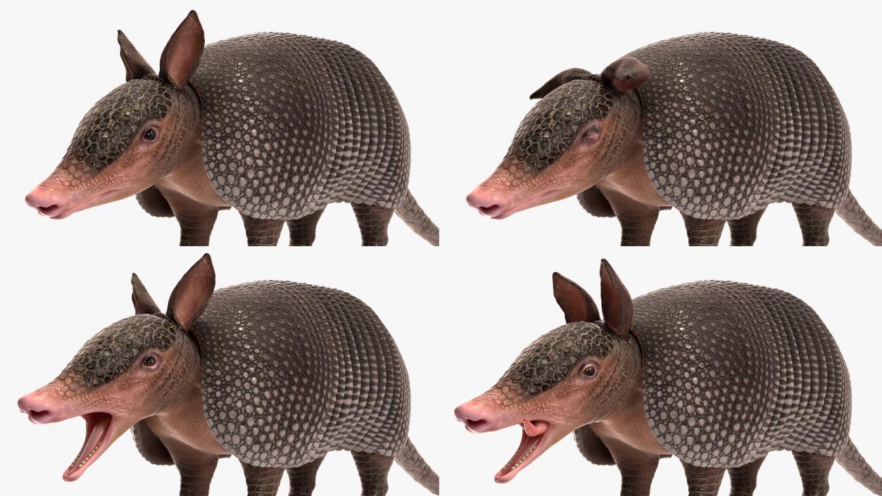 3D Armadillo Black Rigged for Maya 2 model