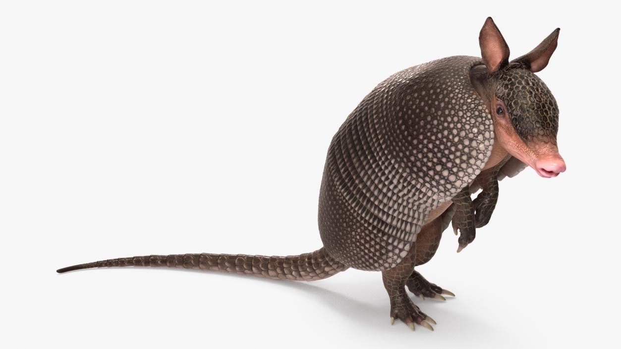 3D Armadillo Black Rigged for Maya 2 model