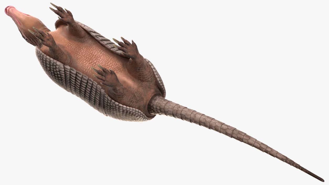 3D Armadillo Black Rigged for Maya 2 model