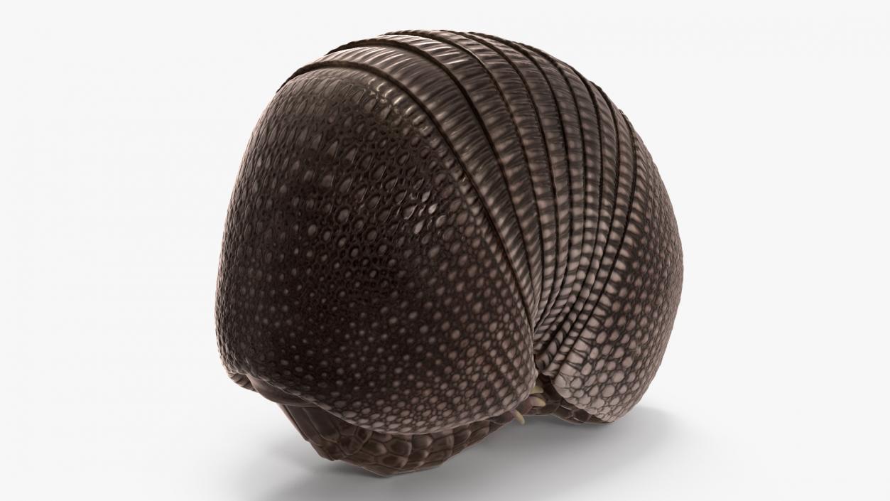 3D Armadillo Black Rigged for Maya 2 model