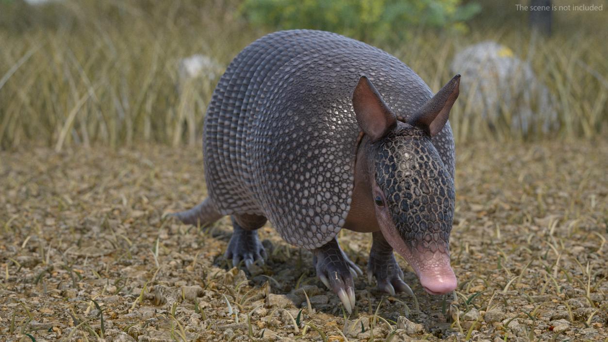 3D Armadillo Black Rigged for Maya 2 model