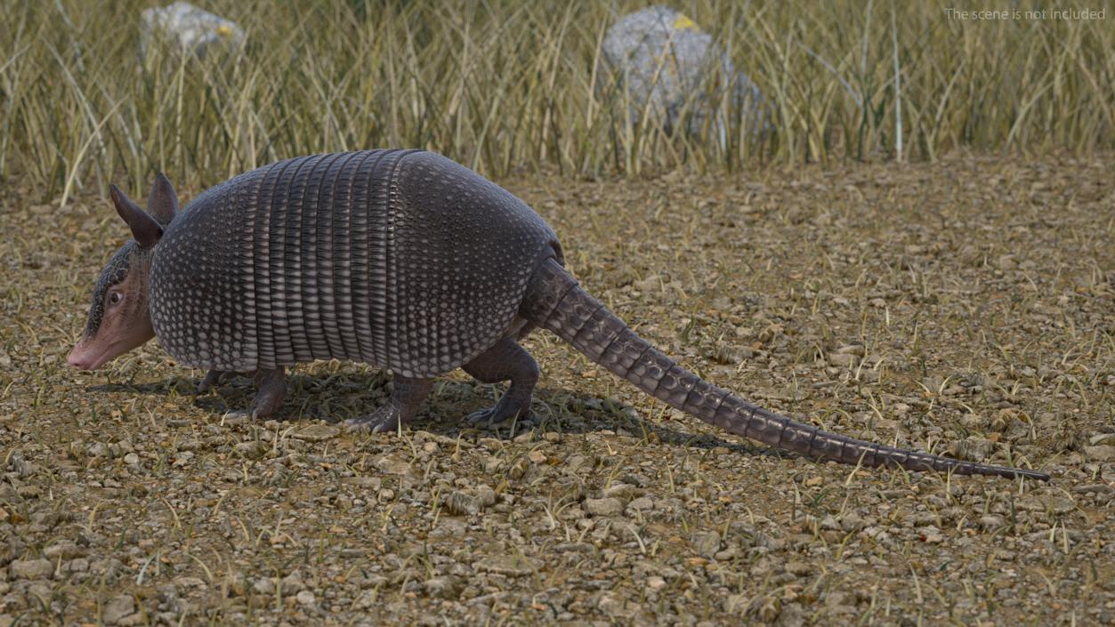 3D Armadillo Black Rigged for Maya 2 model