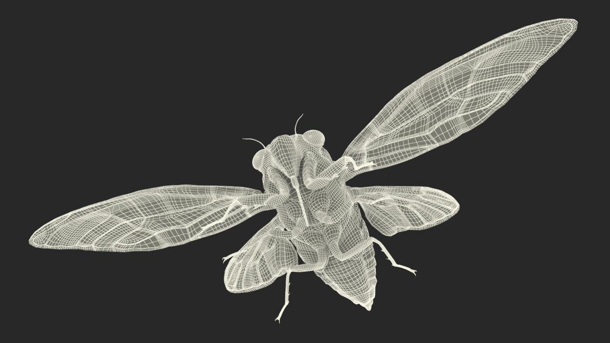 3D model Cicada Fur