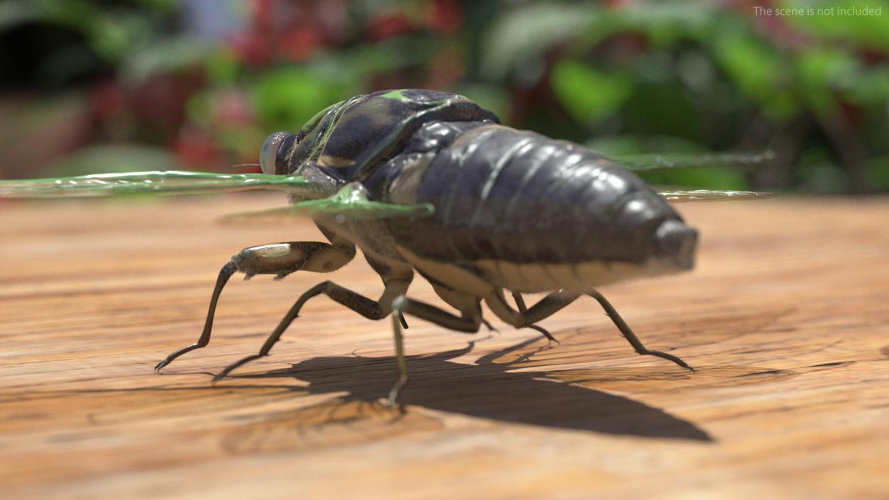 3D model Cicada Fur