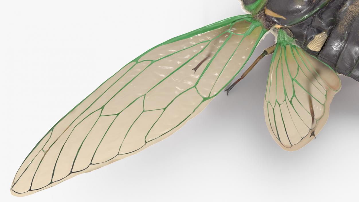 3D model Cicada Fur