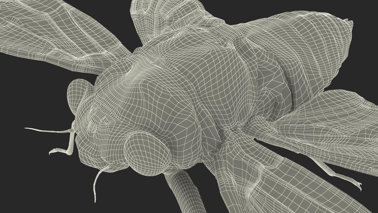 3D model Cicada Fur