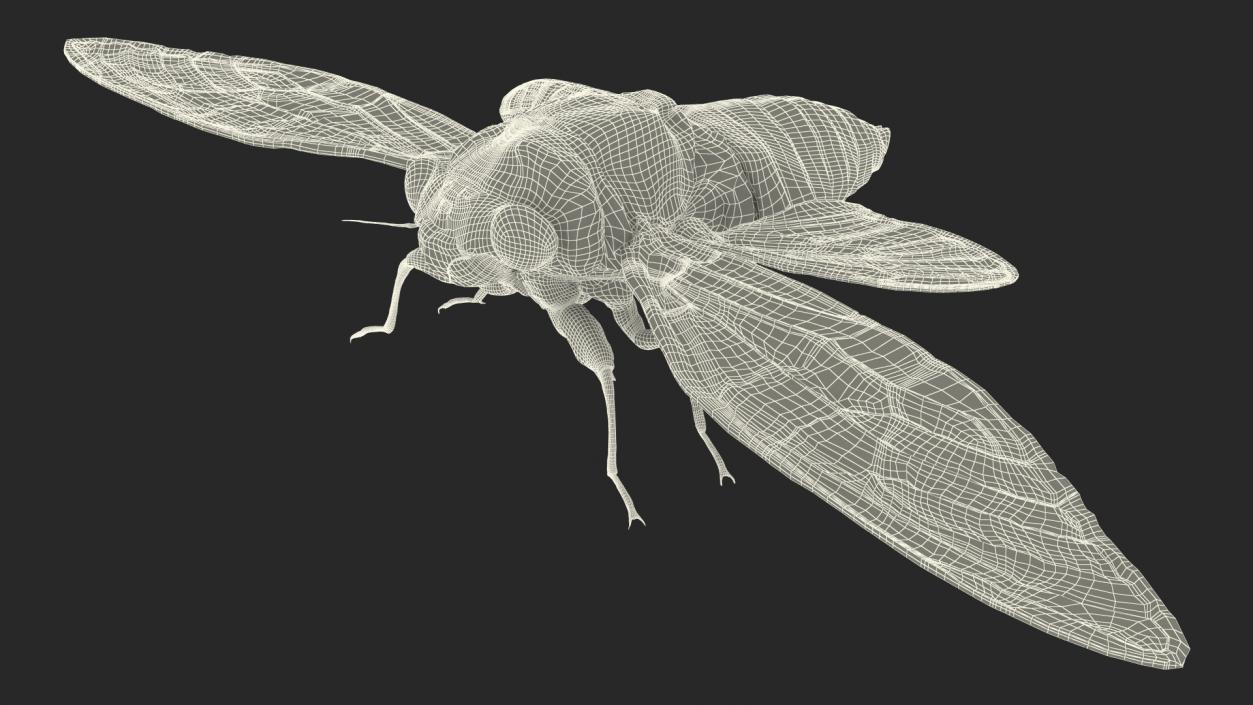 3D model Cicada Fur