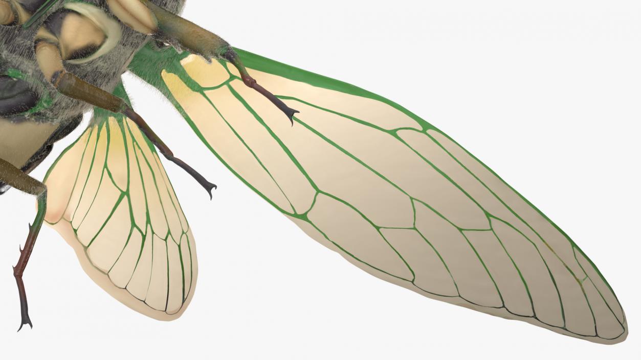 3D model Cicada Fur