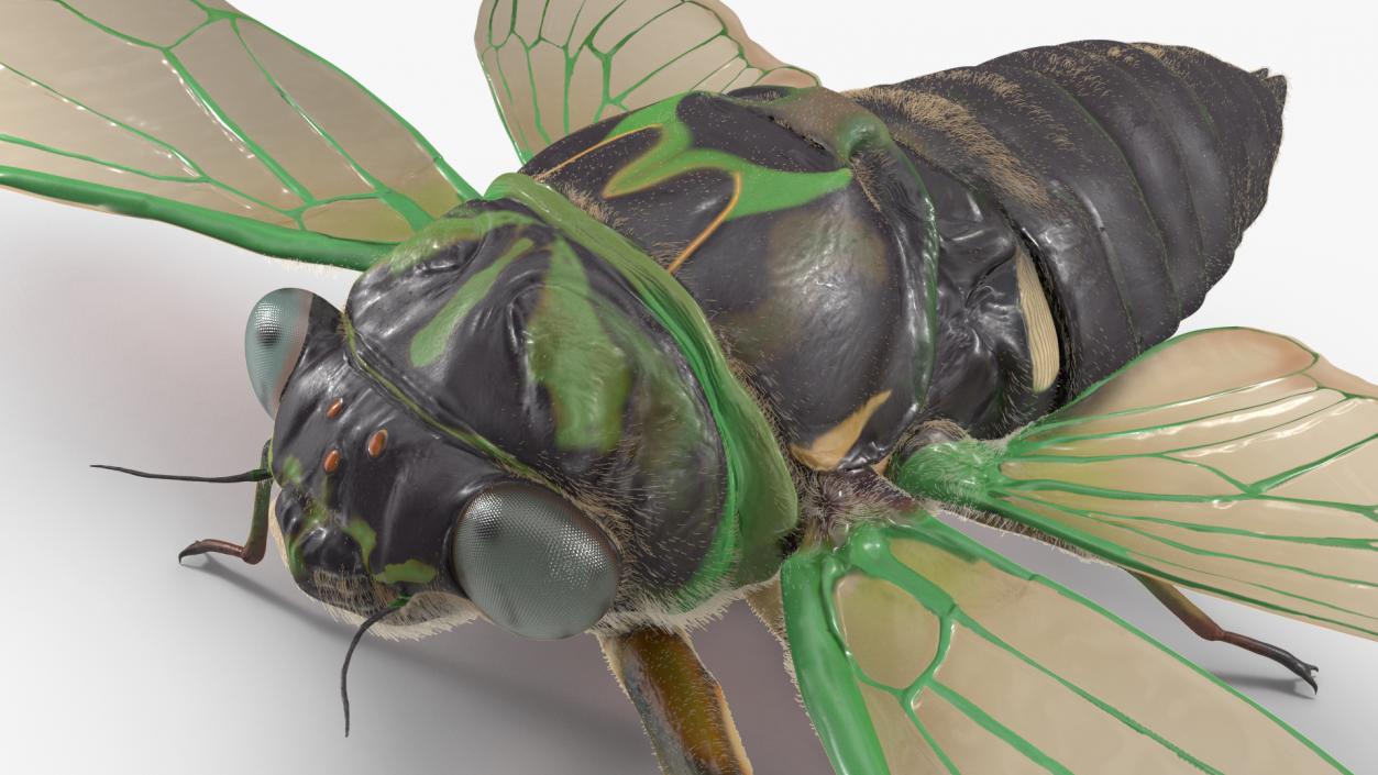 3D model Cicada Fur