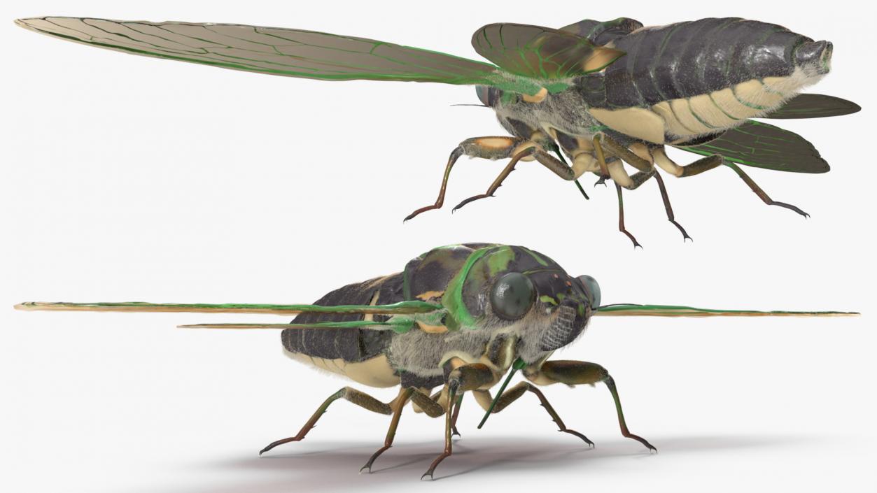 3D model Cicada Fur