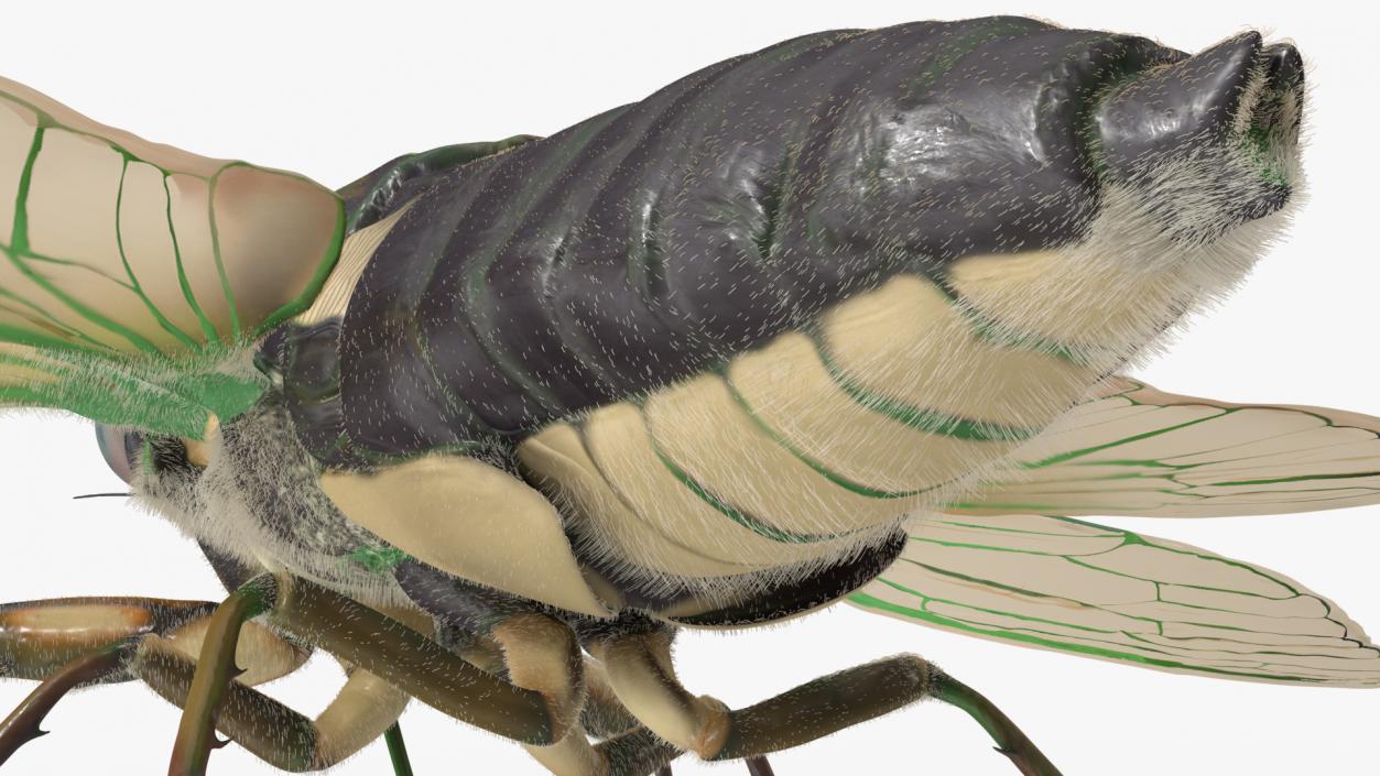 3D model Cicada Fur