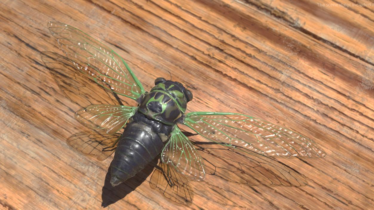 3D model Cicada Fur