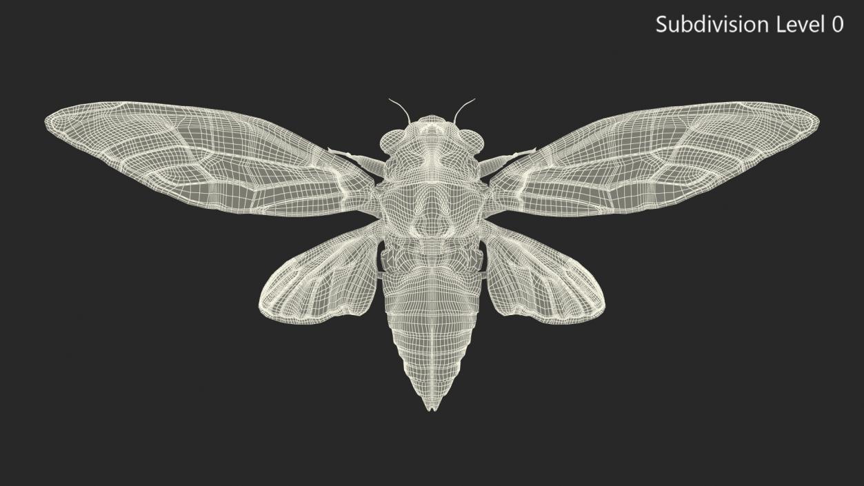 3D model Cicada Fur