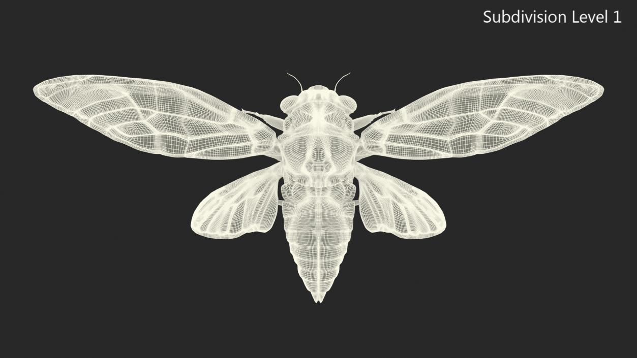 3D model Cicada Fur