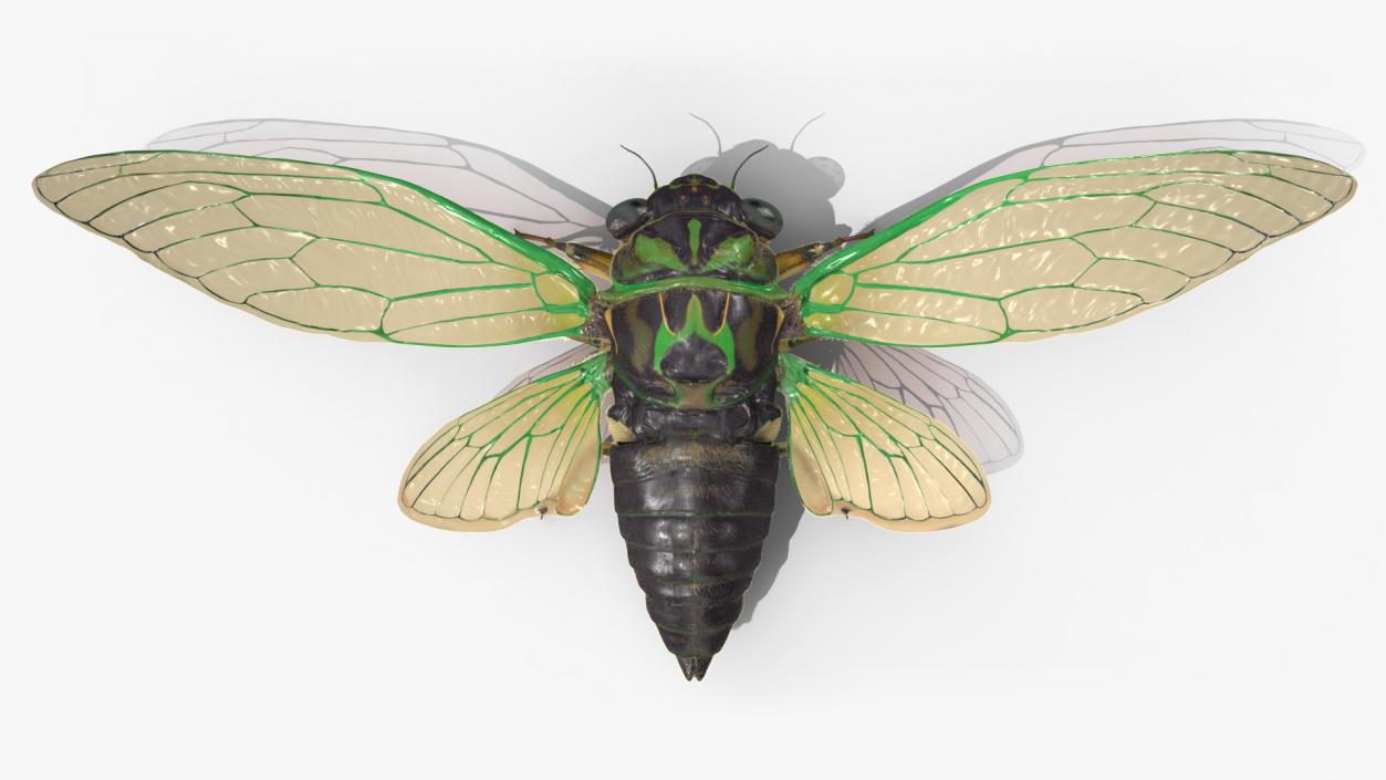 3D model Cicada Fur