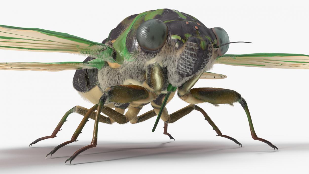 3D model Cicada Fur