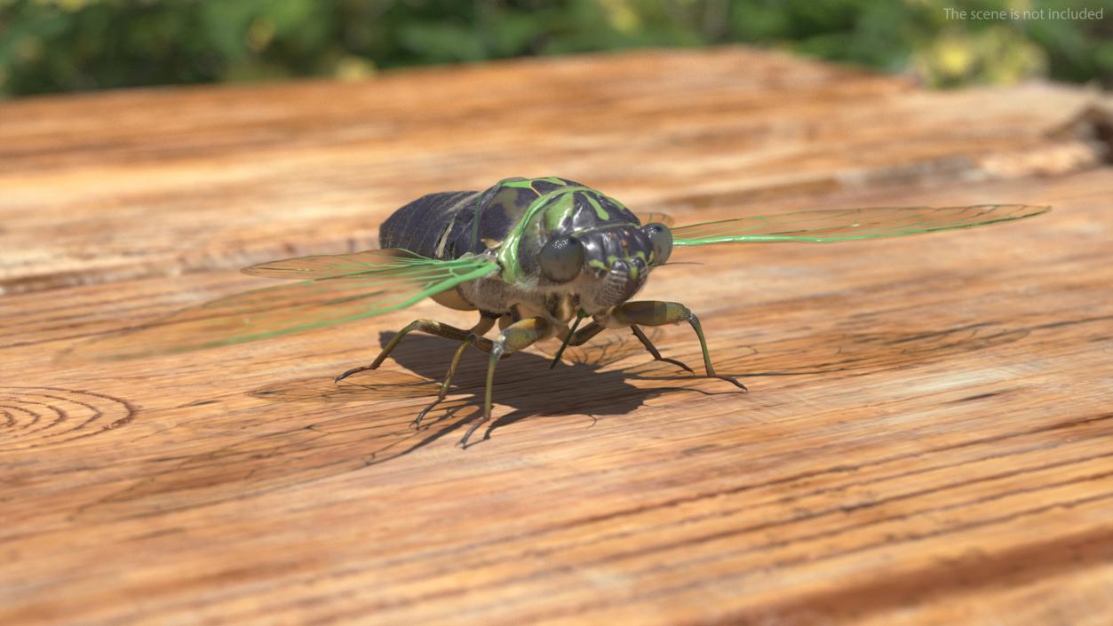 3D model Cicada Fur