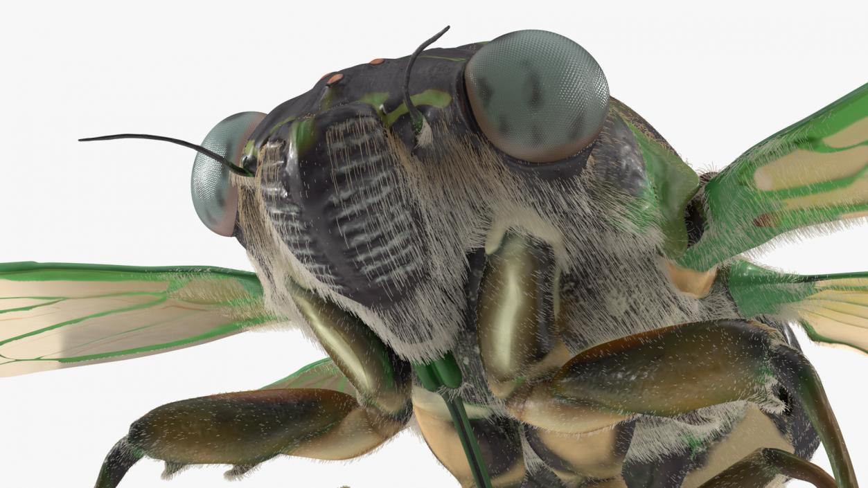 3D model Cicada Fur