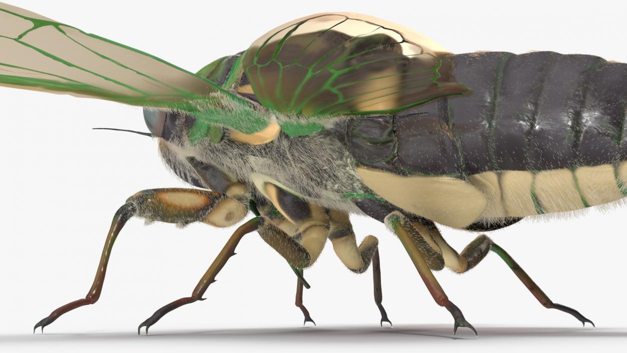 3D model Cicada Fur