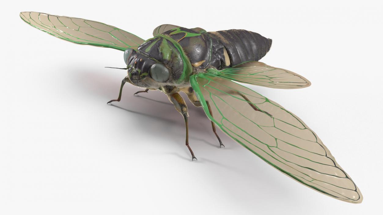 3D model Cicada Fur