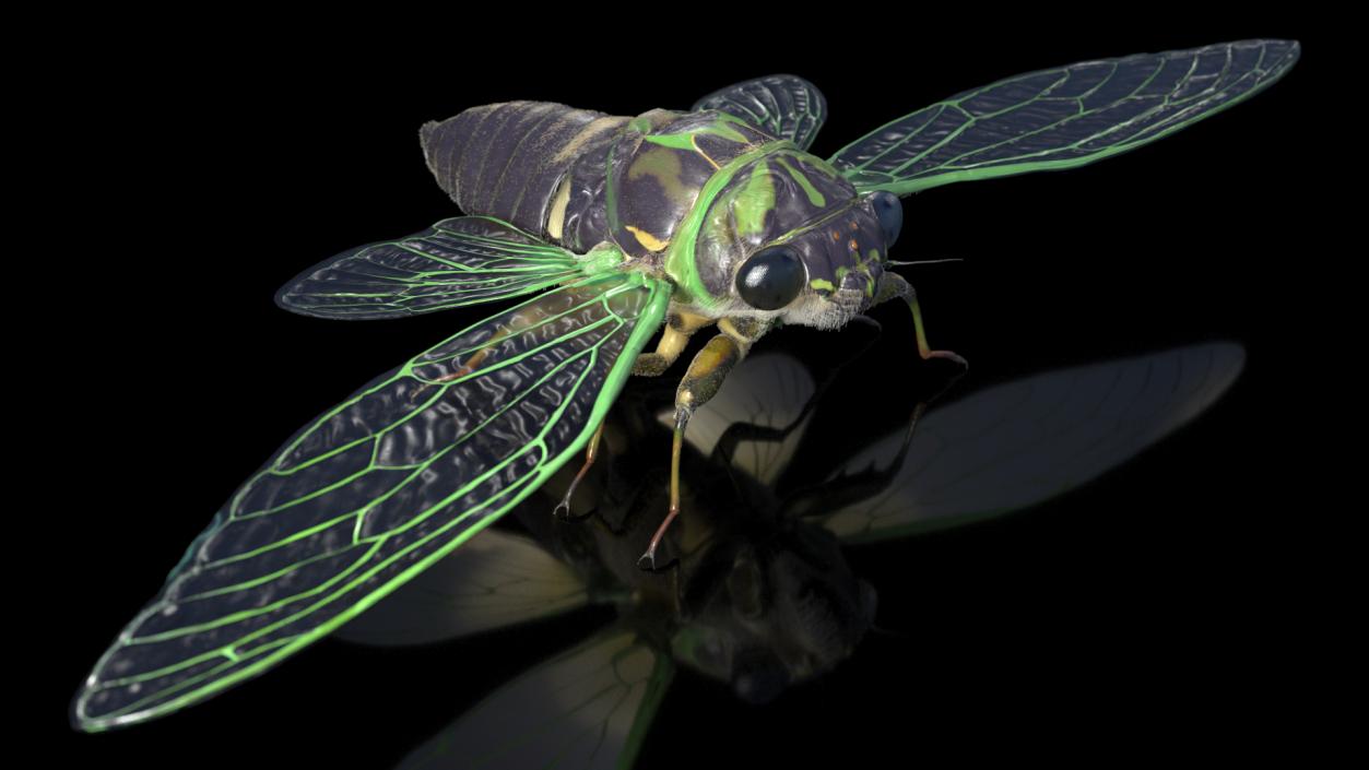 3D model Cicada Fur