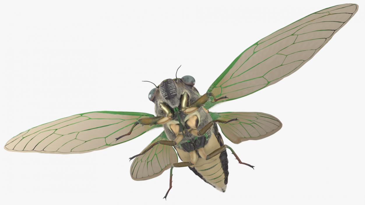 3D model Cicada Fur