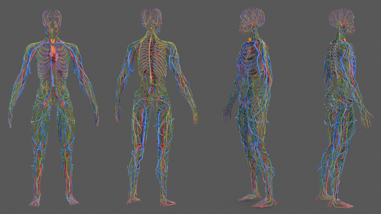 Male Cardiovascular Lymphaticand and Nervous Systems 3D