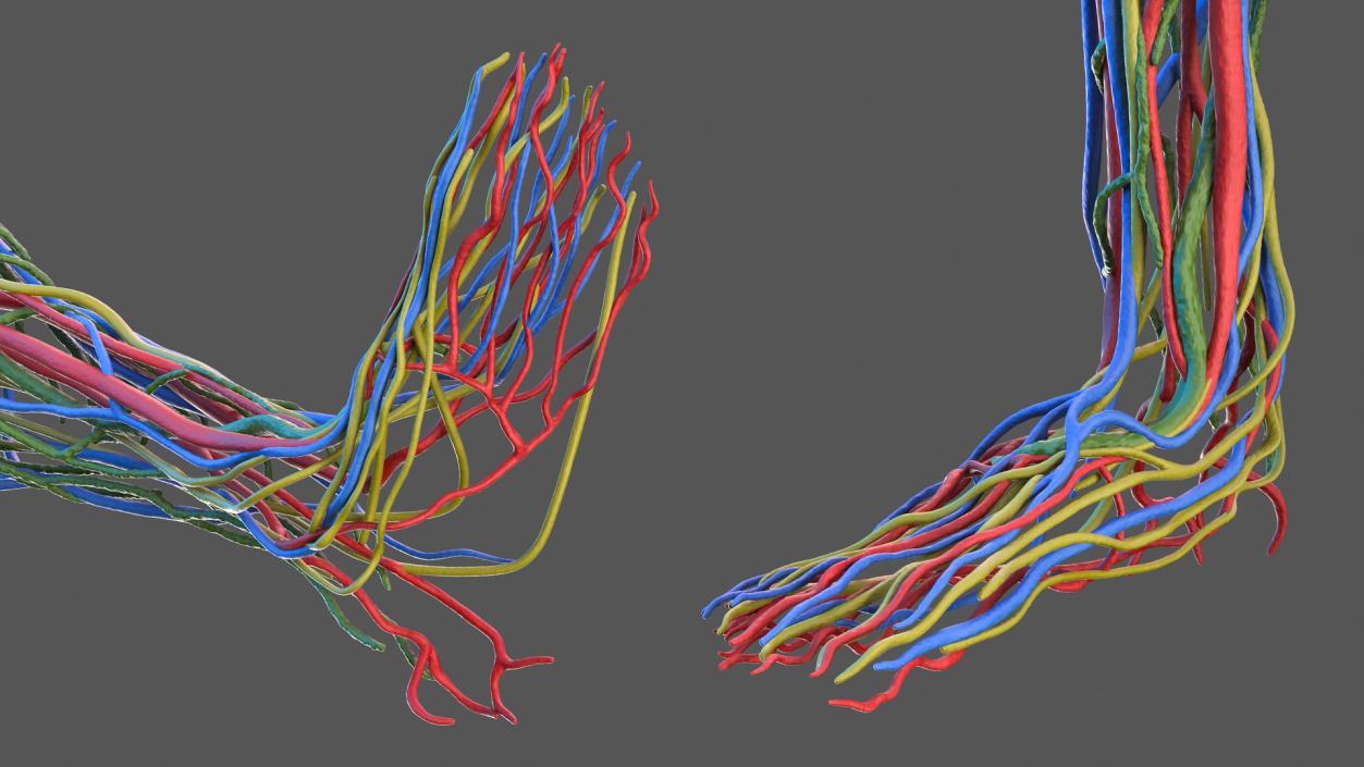 Male Cardiovascular Lymphaticand and Nervous Systems 3D