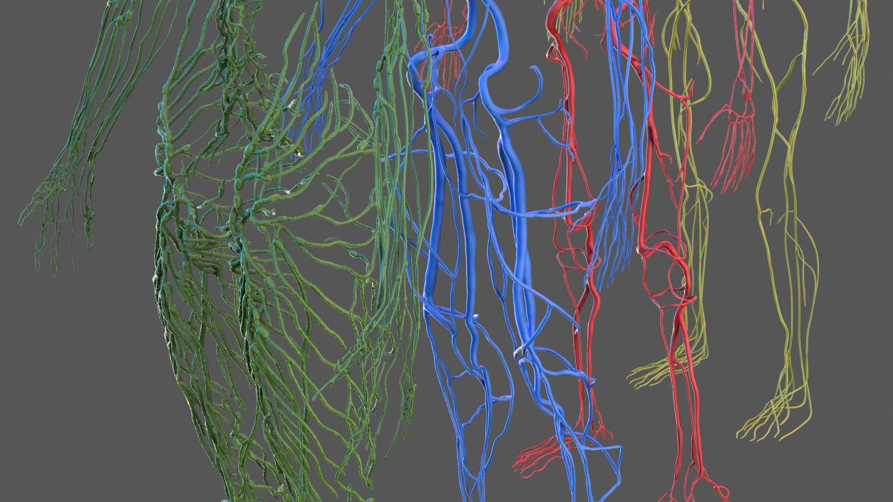 Male Cardiovascular Lymphaticand and Nervous Systems 3D