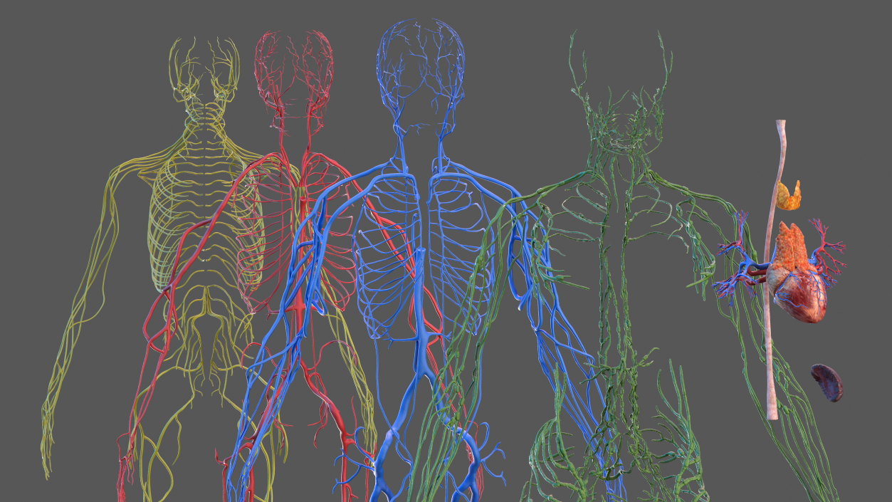 Male Cardiovascular Lymphaticand and Nervous Systems 3D