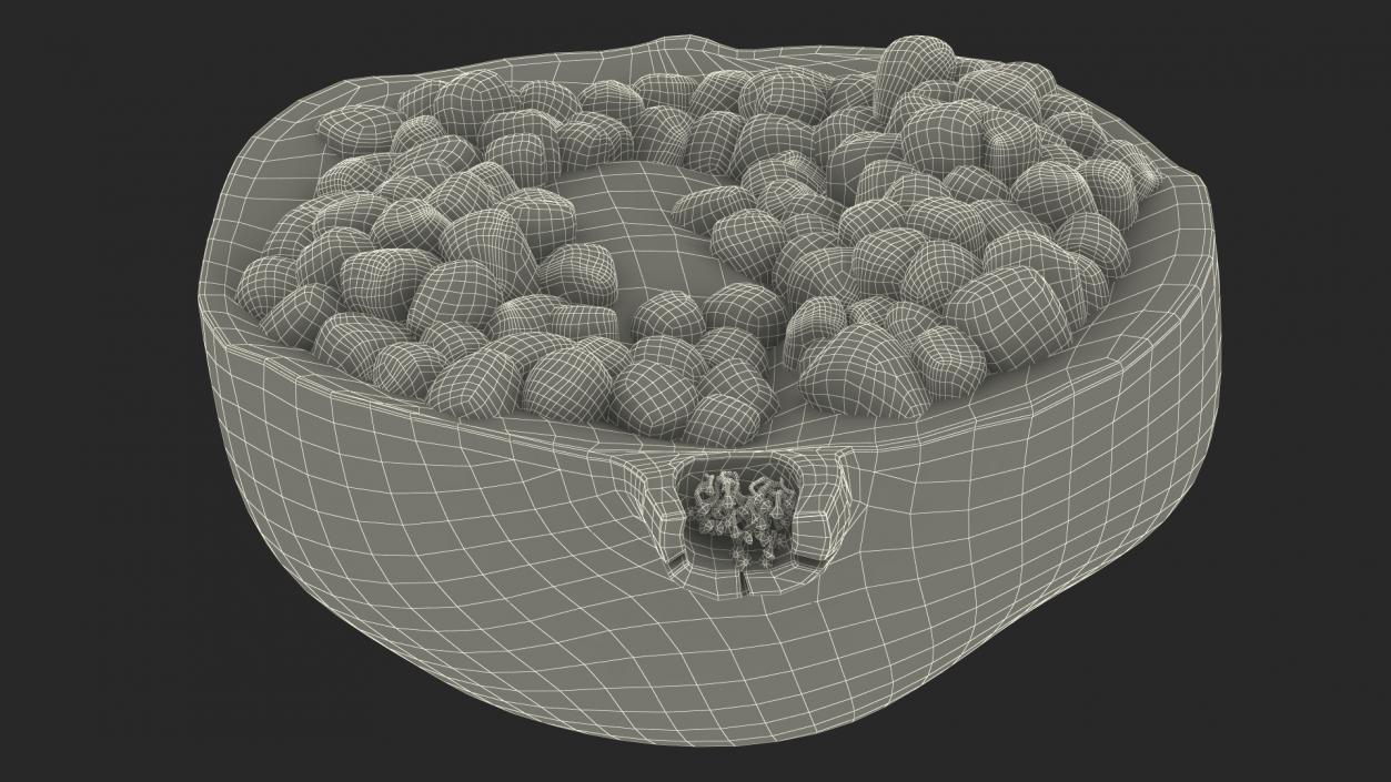 Cross Section Of Pomegranate Fruit 3D model