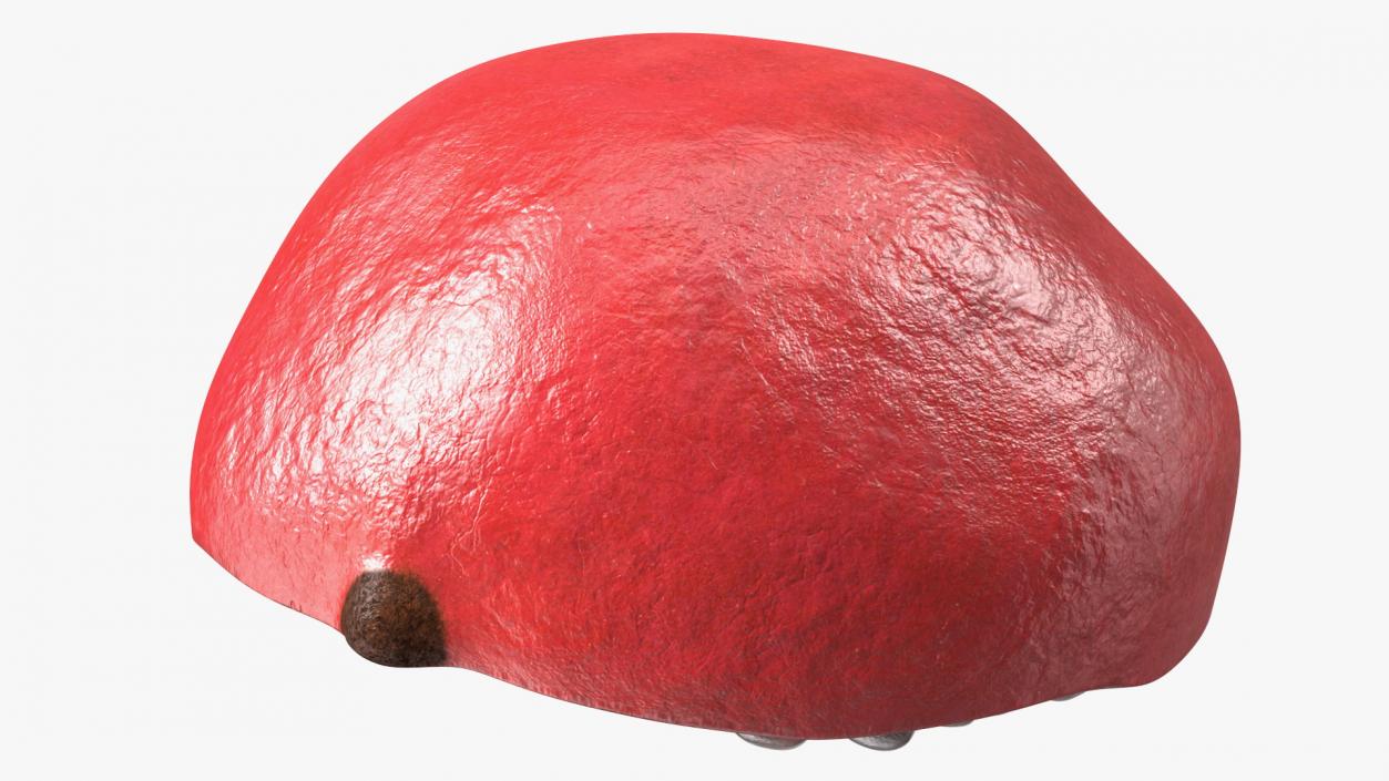 Cross Section Of Pomegranate Fruit 3D model