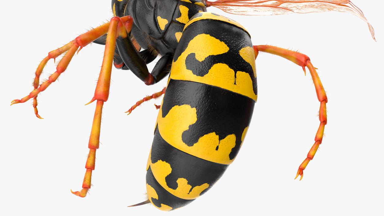 3D model Wasp Attack Pose Fur