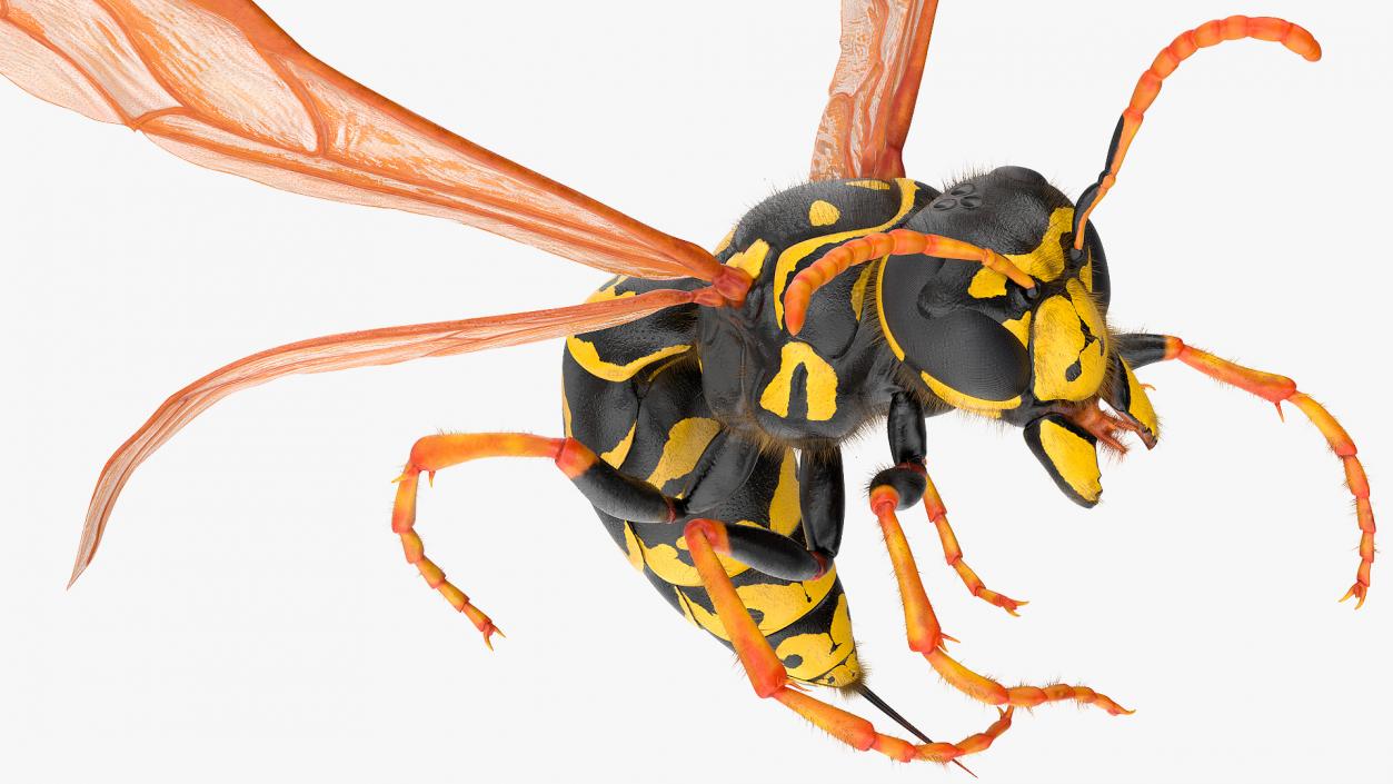 3D model Wasp Attack Pose Fur