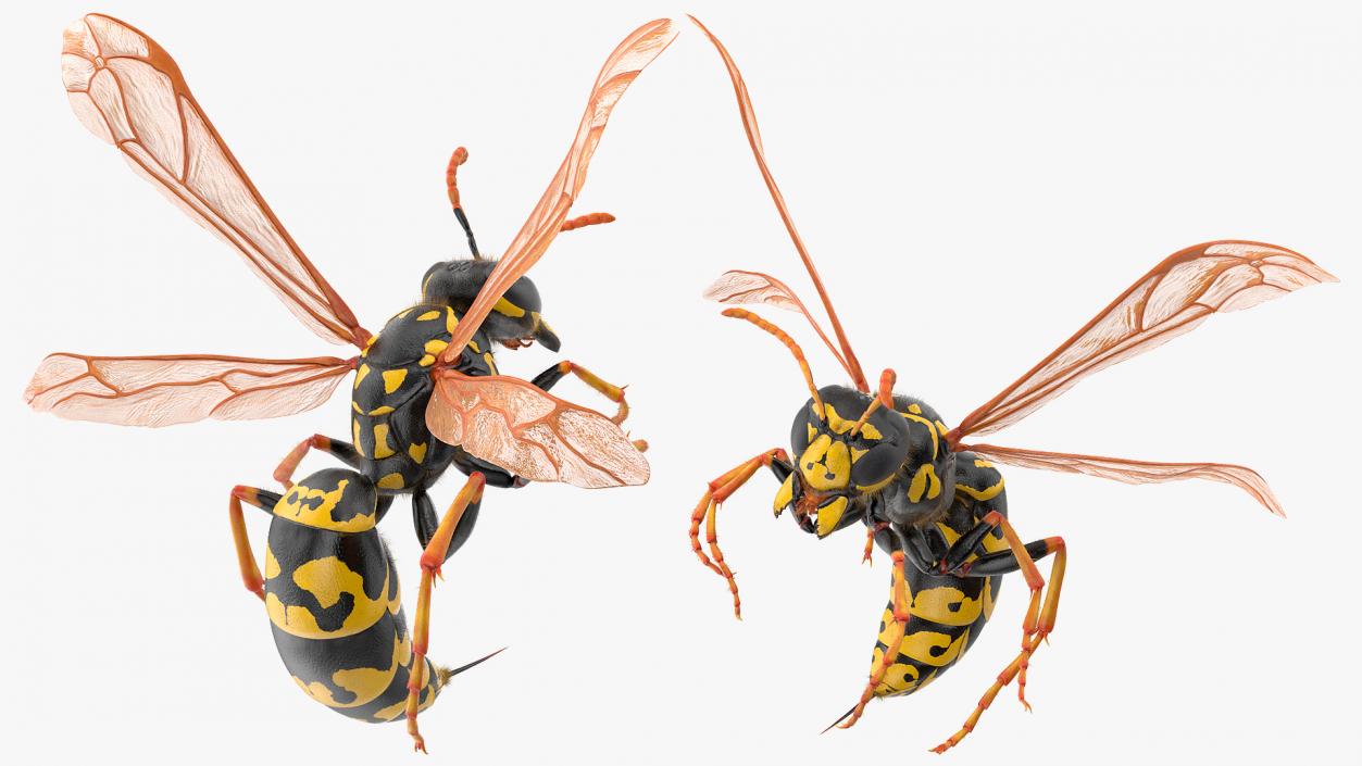 3D model Wasp Attack Pose Fur