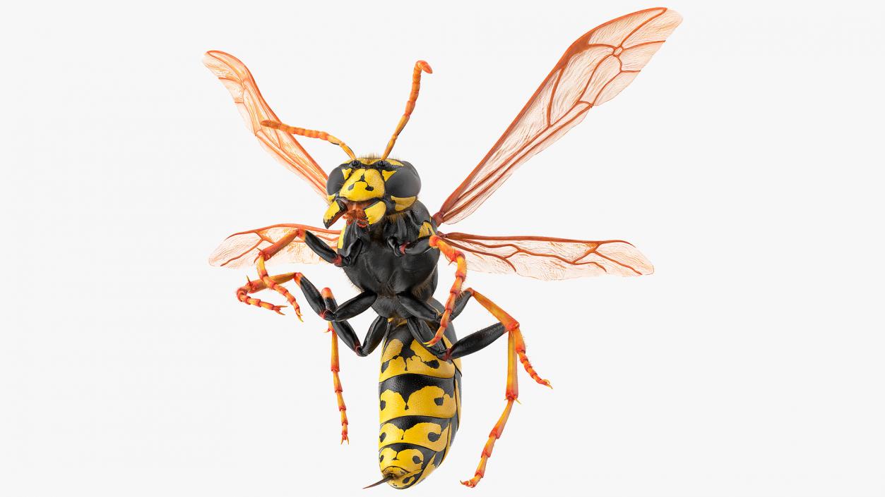 3D model Wasp Attack Pose Fur