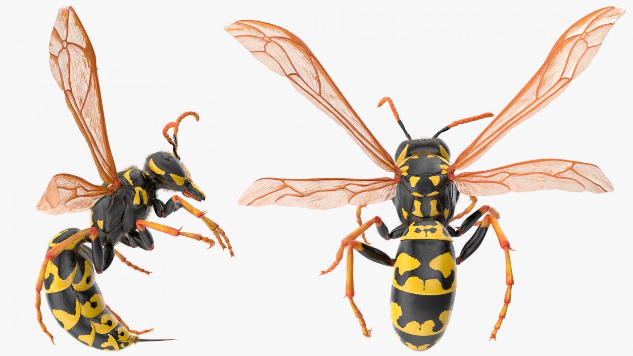 3D model Wasp Attack Pose Fur