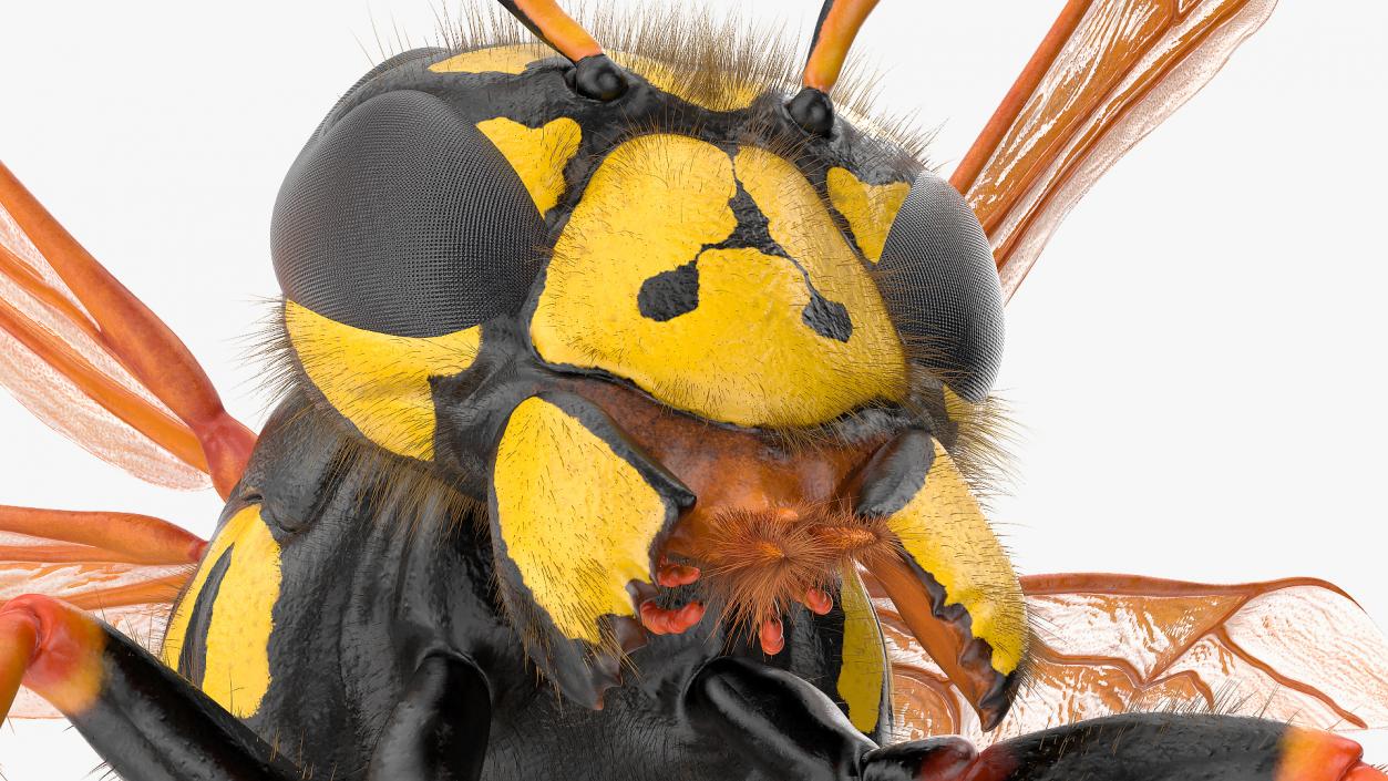 3D model Wasp Attack Pose Fur