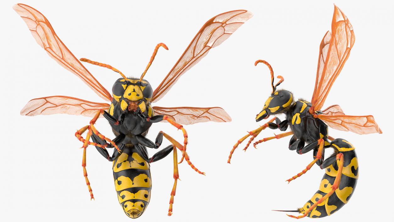 3D model Wasp Attack Pose Fur