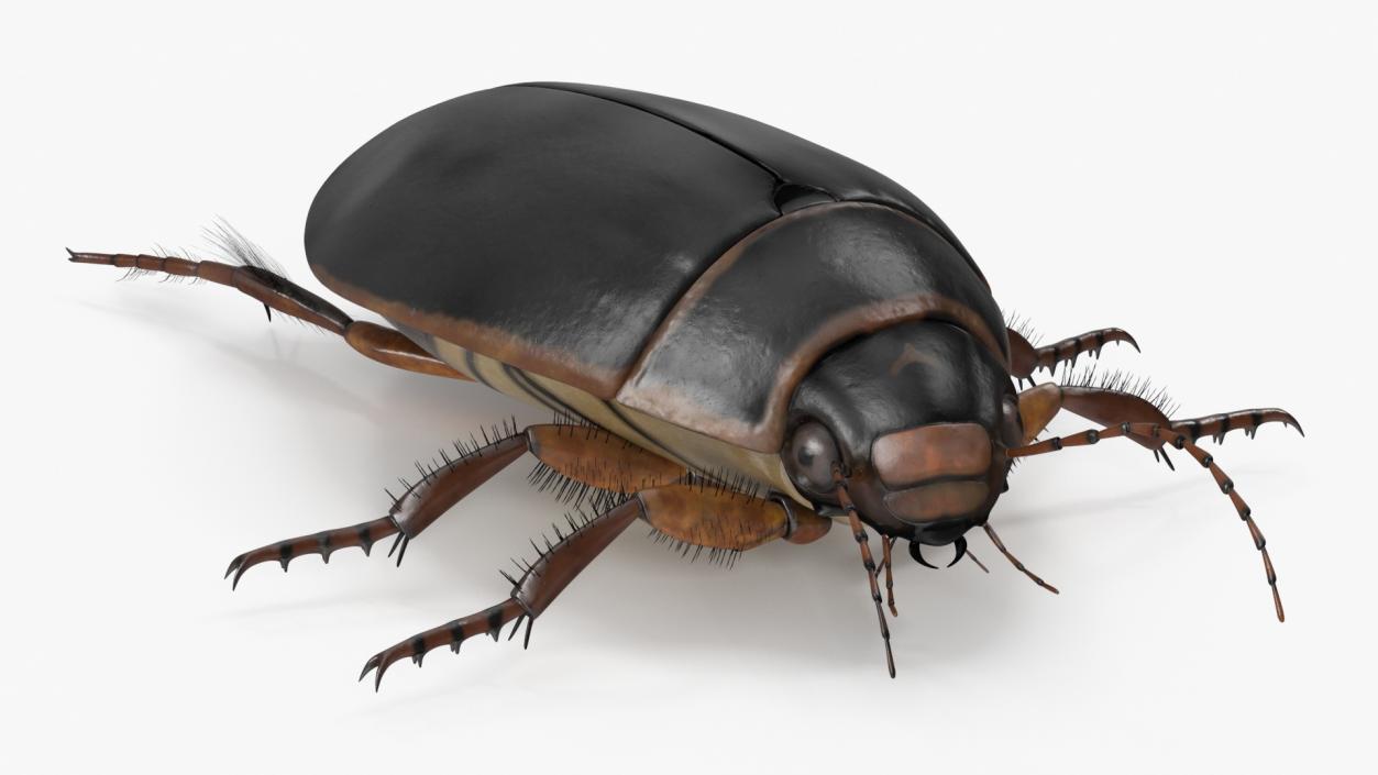 3D Screech Beetle Black Realistic Rigged for Maya